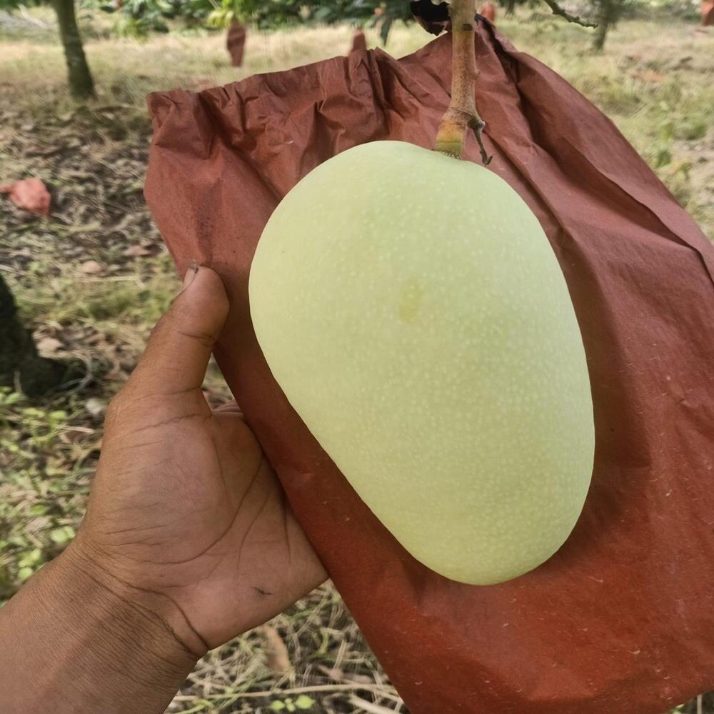 Fruit Protection Bags