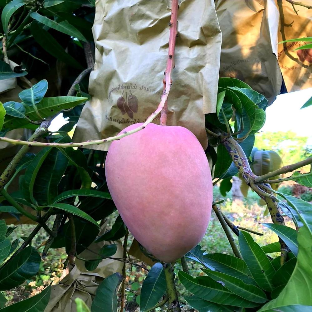 Fruit Protection Bags