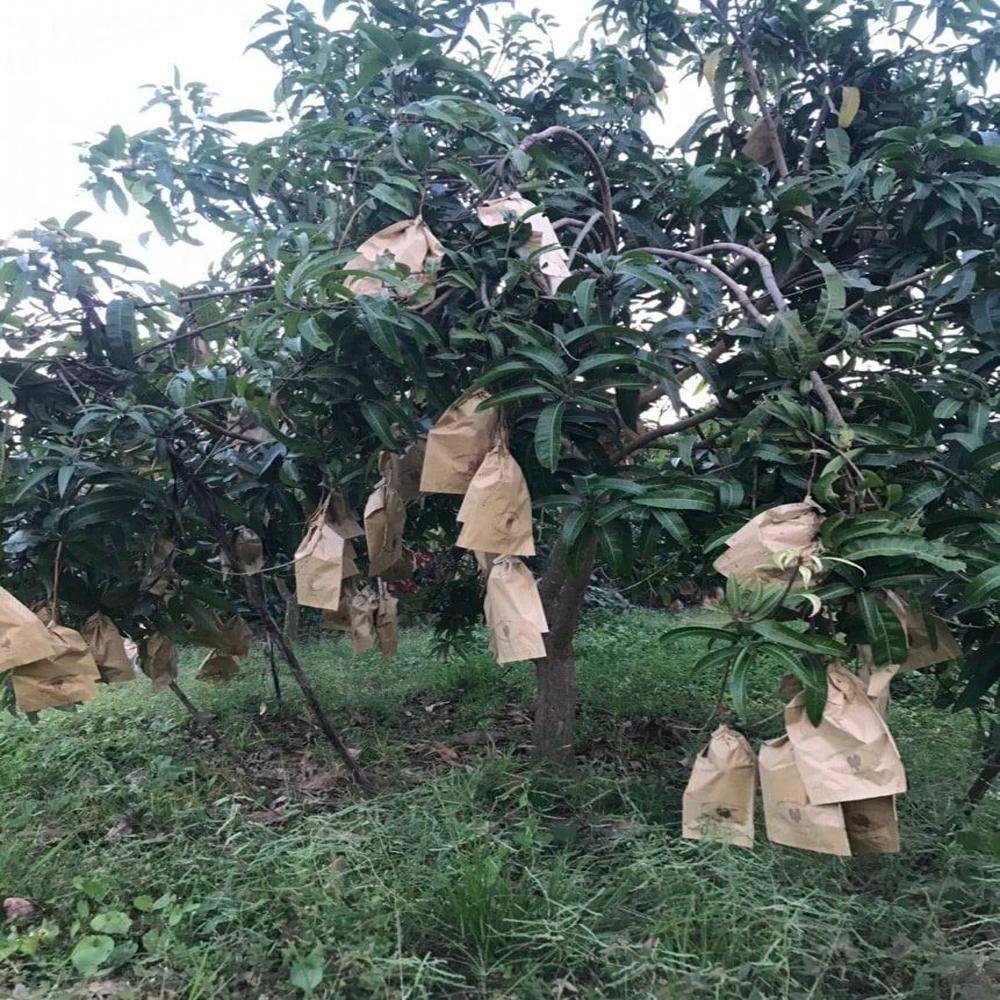 Fruit Protection Bags