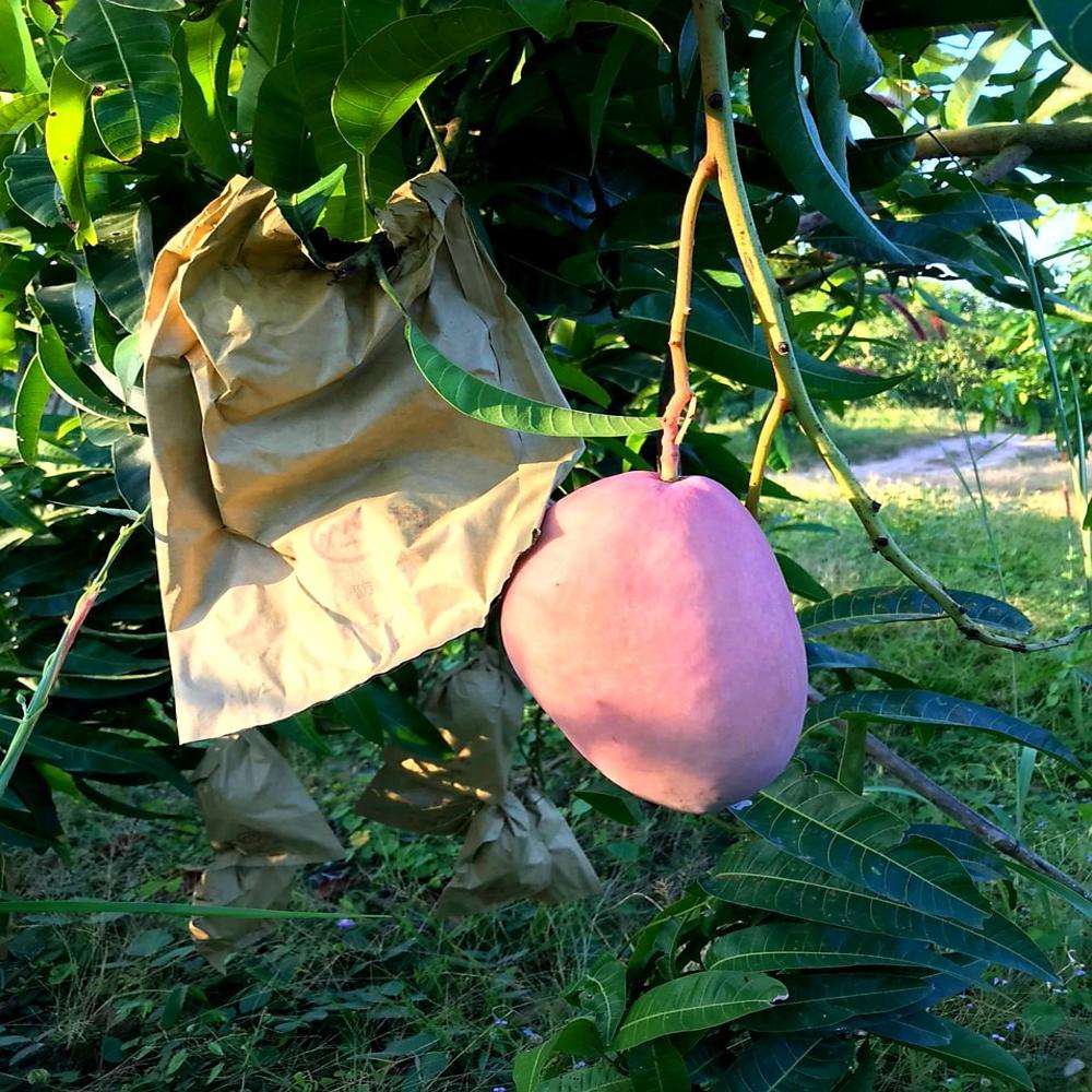 Fruit Protection Bags