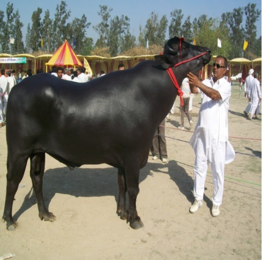 Murrah Bull - Color: Black