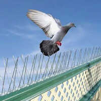 Polycarbonate Bird Spikes - Coverage Area: Each Strip Covers Approx. 50-60 Cm Linear Area