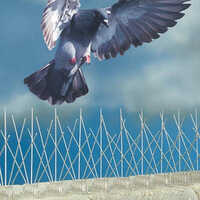 Plastics Bird Spikes - Coverage Area: 0.5 Meter Per Strip
