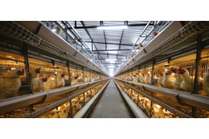 H Frame Breeder BatteryCage