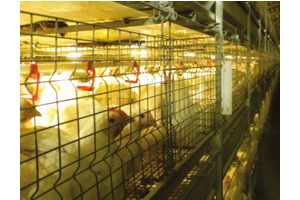 H Frame Broiler Battery Cage