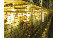 H Frame Broiler Battery Cage - Feature: Corrosion Resistance