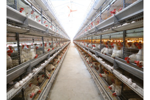 H-Frame Commercial Layer Cage