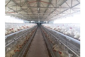 A-Frame Breeder Layer Cage