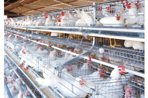 Poultry Cages
