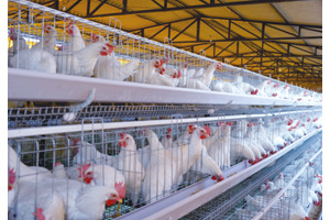 A-Frame Commercial Layer Cage