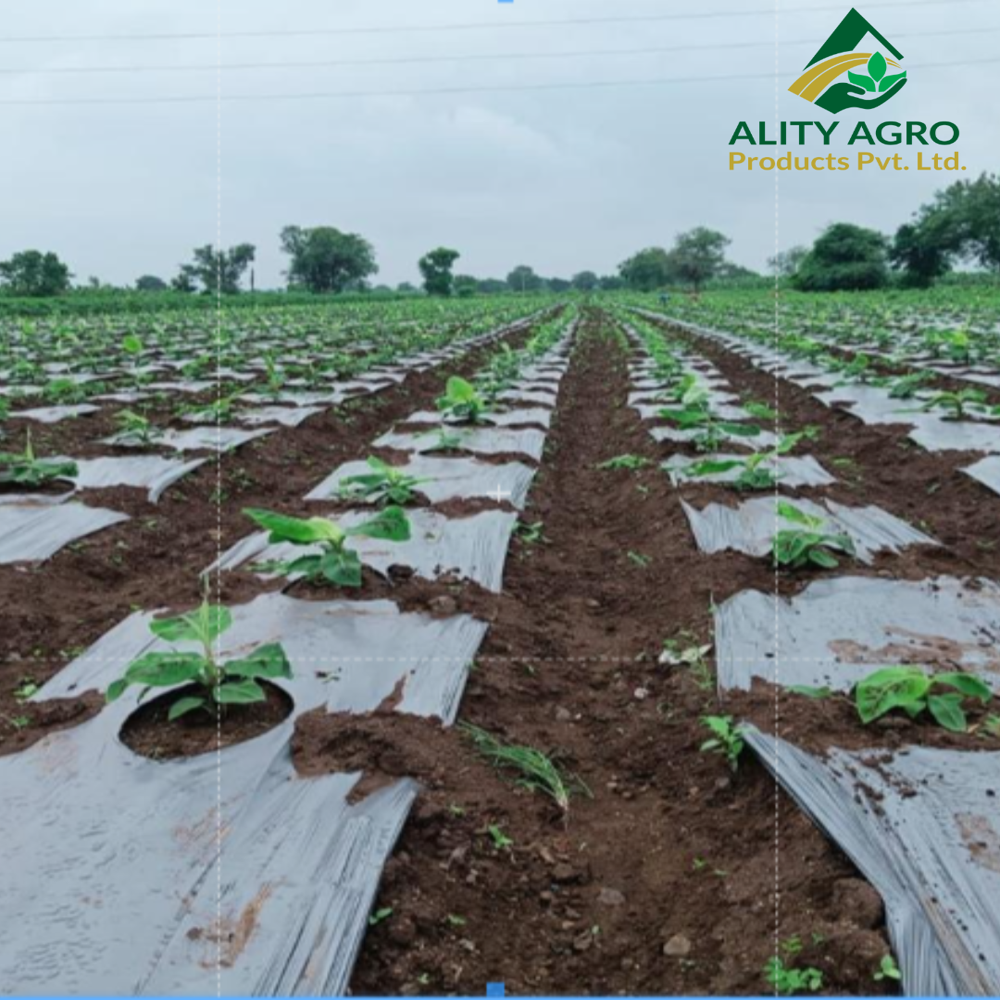 Light Quality Mulching Paper - Advantage: Reduces Soil Temperature (cooling Effect)
