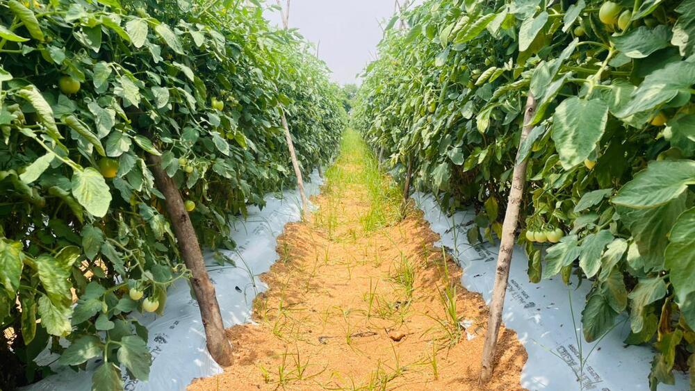 3 Star to 7 Star Champion  Quality Mulch Film