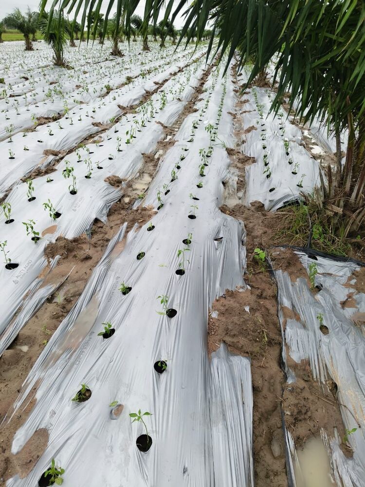 3 Star to 7 Star Champion  Quality Mulch Film