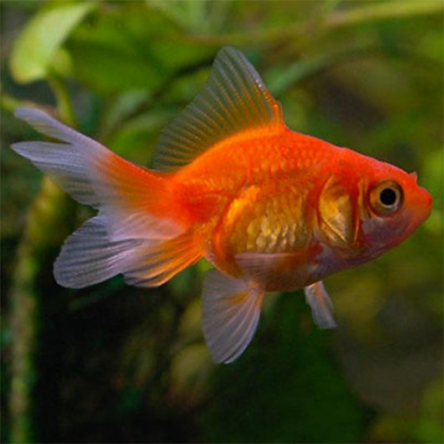 Gold Fish - Color: Red
