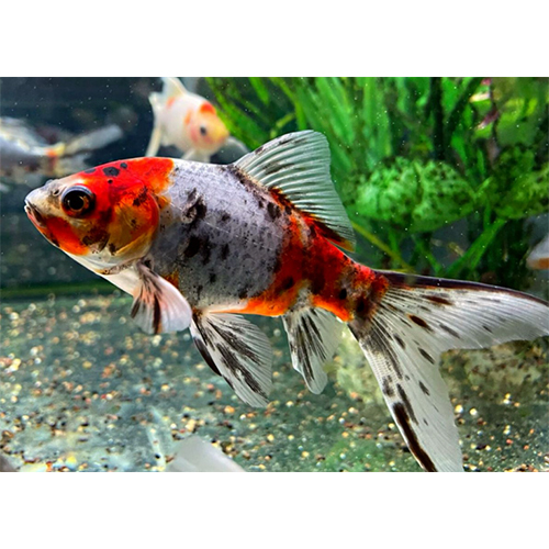 Suvankin Fish - Color: Multicolor