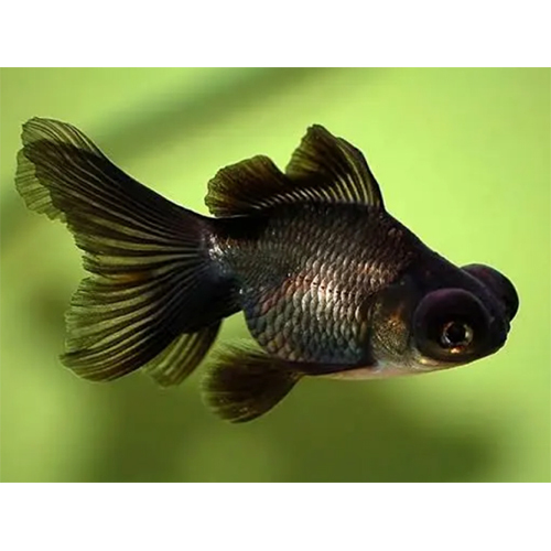 Black Gold Fish - Feature: Active