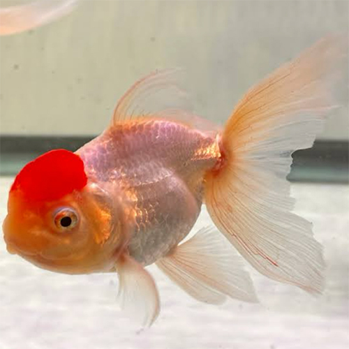 Red Cap Gold Fish - Color: Multicolor