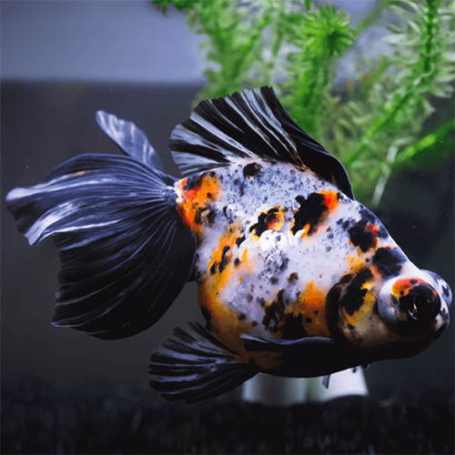 Calico Gold Fish - Color: Multicolor