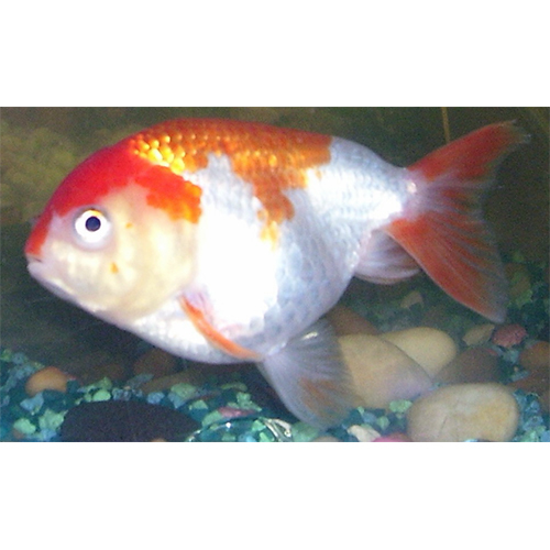 Lion Head Gold Fish - Color: Multicolor