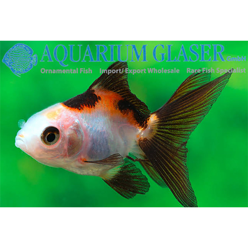 Tri Colour Gold Fish - Color: Multicolor