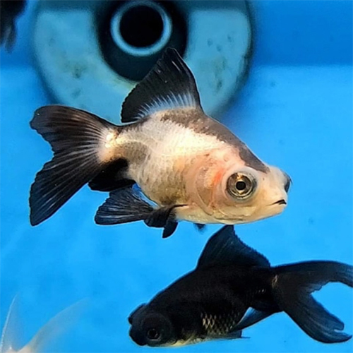 Panda Gold Fish - Color: Multicolor