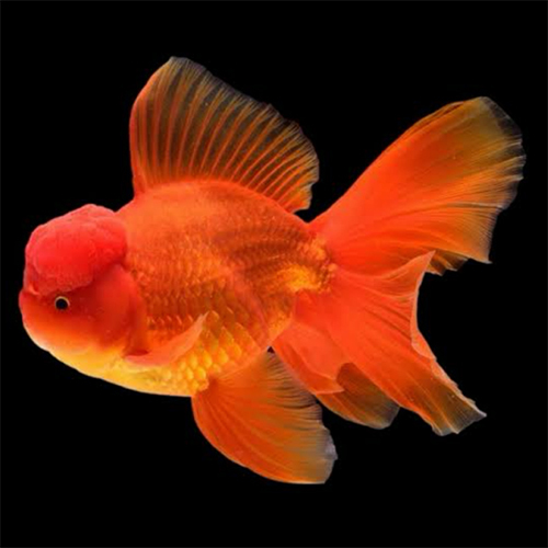 Orange Gold Fish - Color: Golden