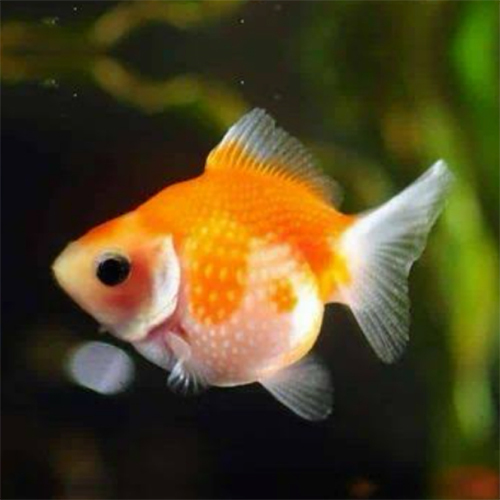 Litchi Gold Fish - Color: Golden