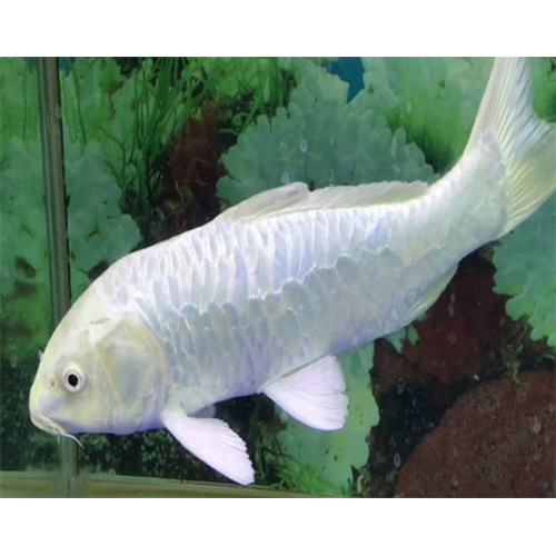 Milky Carp - Color: White