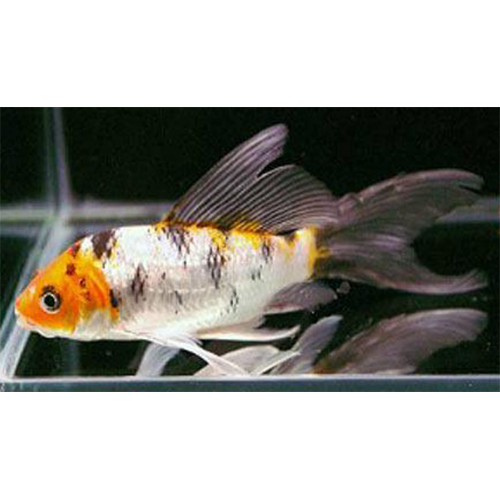 Koi Carp - Color: Golden