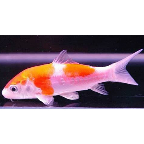 Red And White Carp - Feature: Active