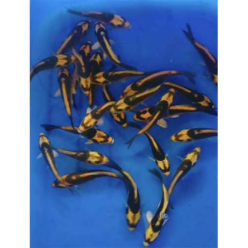Kobuto Carp - Color: Multicolor