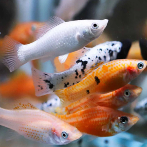 Mixed Moli - Color: Multicolor