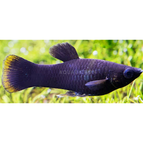 Black Moli - Color: Multicolor