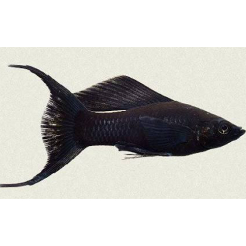 Black Lairtail Moli