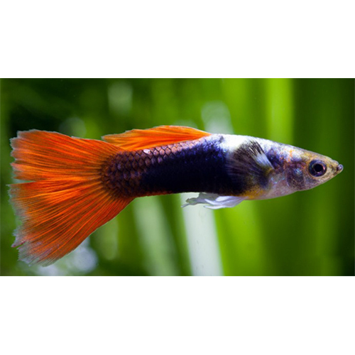 Guppy Fish - Color: Red