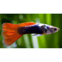 Guppy Fish - Color: Red