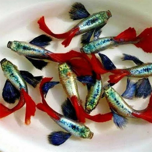 Dumbo Ear Guppy - Color: Multicolor