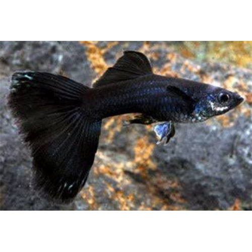 Black Guppy - Feature: Active