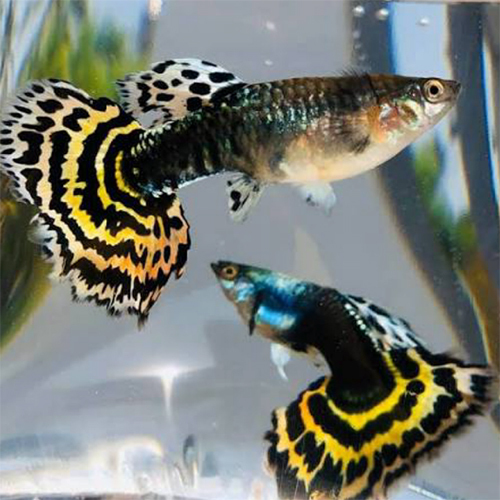 Tiger Guppy - Color: Multicolor