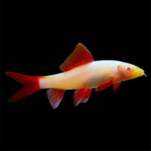 Albino Rainbow Sark - Color: White