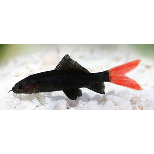 Red Tail Sark - Color: Black