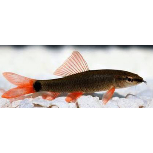 01_Rainbow Shark - Color: Black