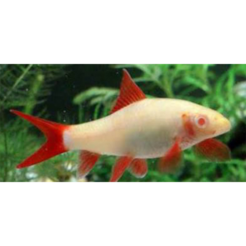 02_Rainbow Shark - Color: Red