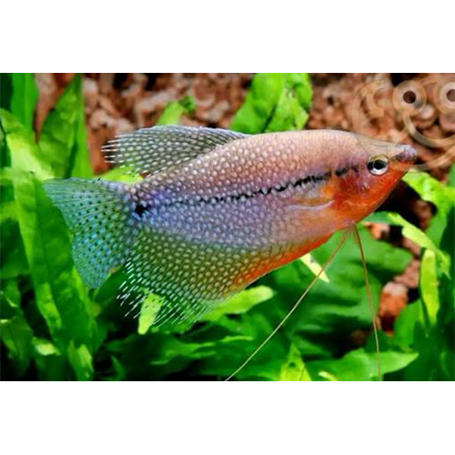 Pearl Goramin - Color: Multicolor