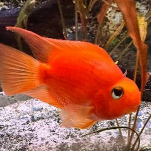 Red Parrotfish - Feature: Active