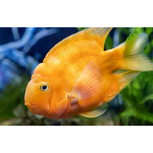 Yellowparrot Fish - Color: Yellow