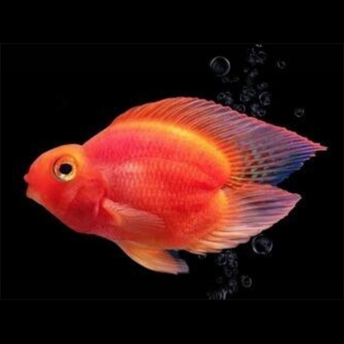 Red Heartparrot - Feature: Active