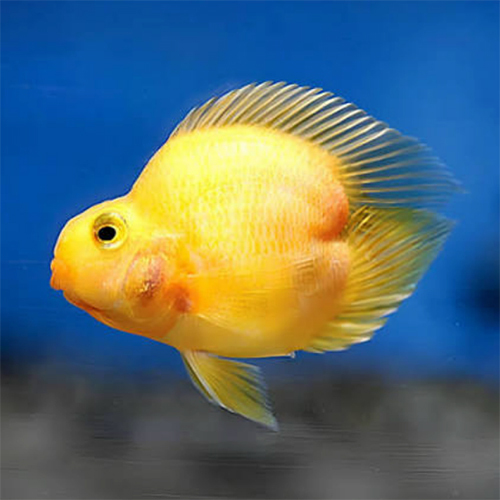 Yellow Heartparrot - Feature: Active