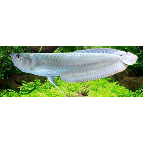 Silver Arowana - Feature: Active
