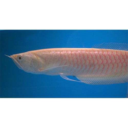 Alibino Arowana - Color: Multicolor
